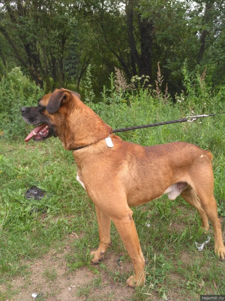 Немецкий боксер помесь с бульмастифом