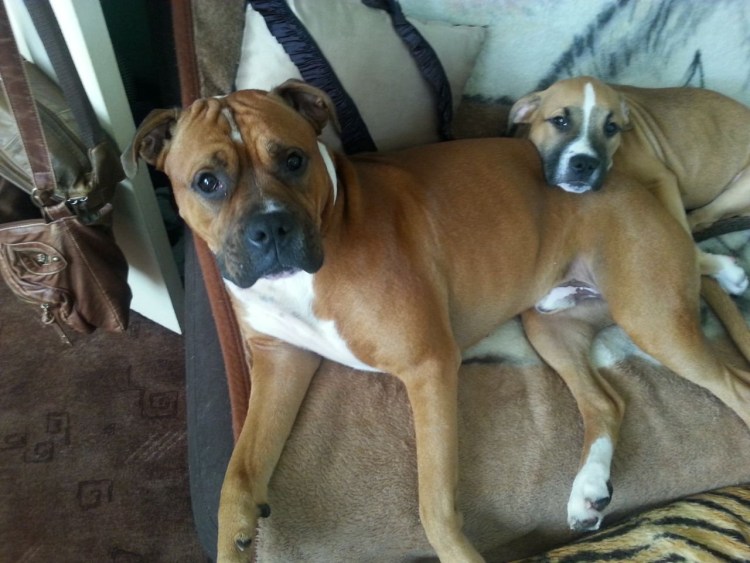Стаффордширский терьер и боксер