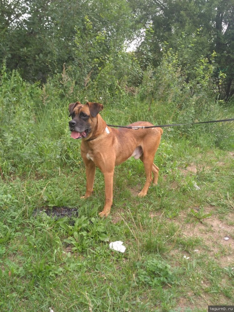Немецкий боксер метис