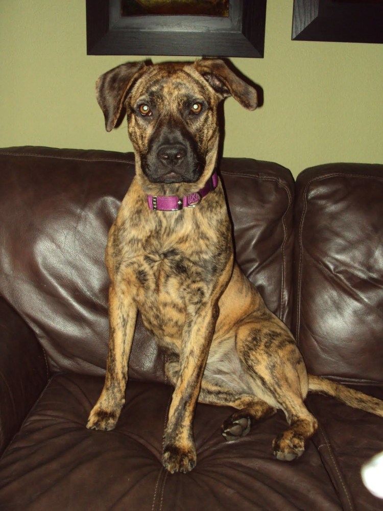 Помесь боксера и овчарки