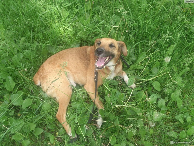 Метис овчарки и дворняги рыжий