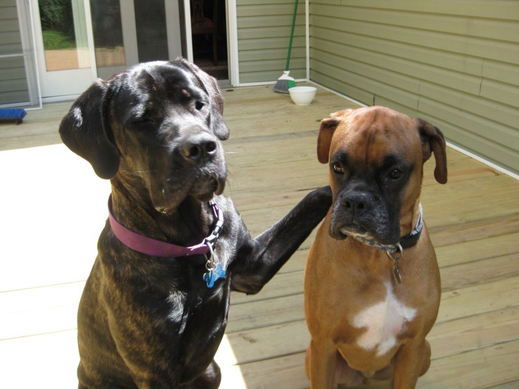 Немецкий боксер и Кане Корсо