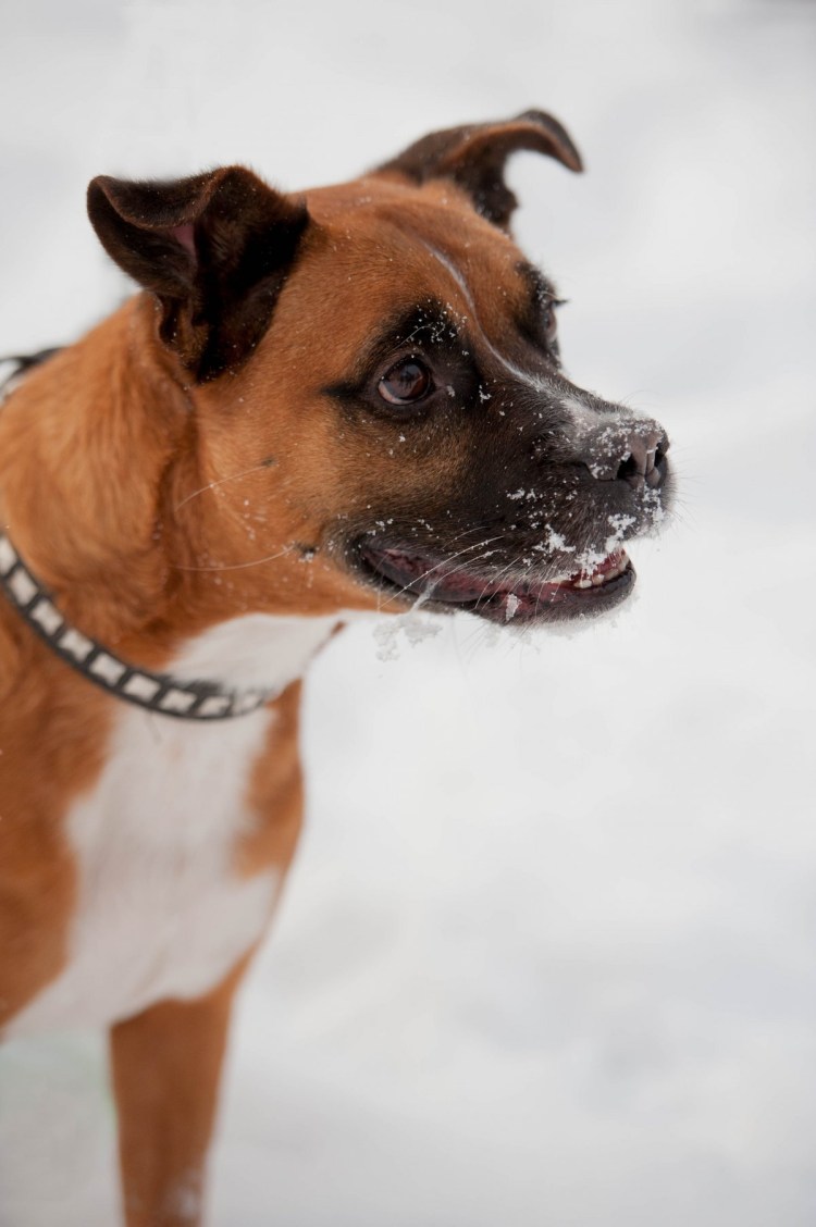 Боксёр собака метис