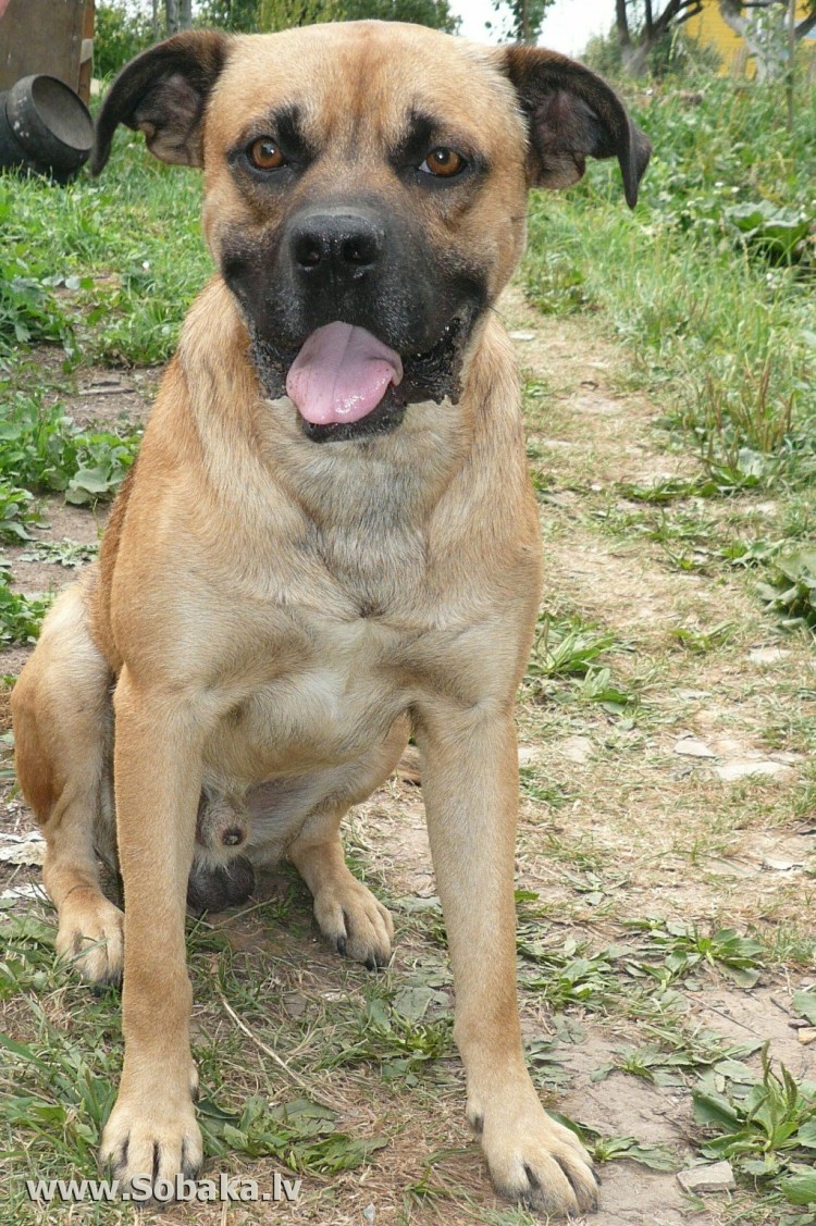 Пород метисы боксера