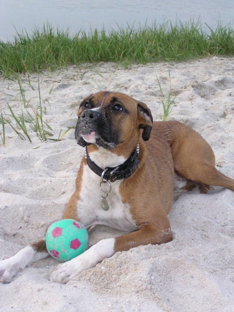 Стаффордширский терьер и боксер