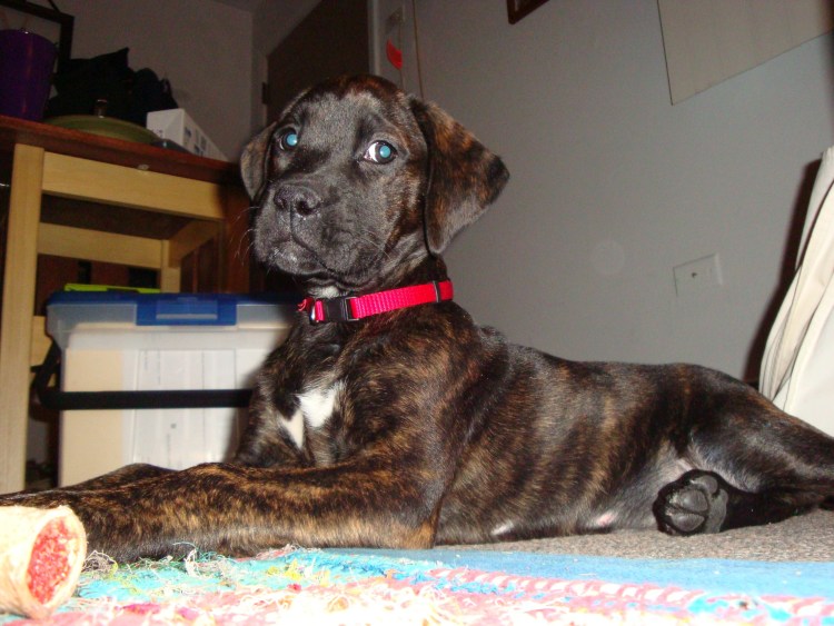 Лабрадор и боксер