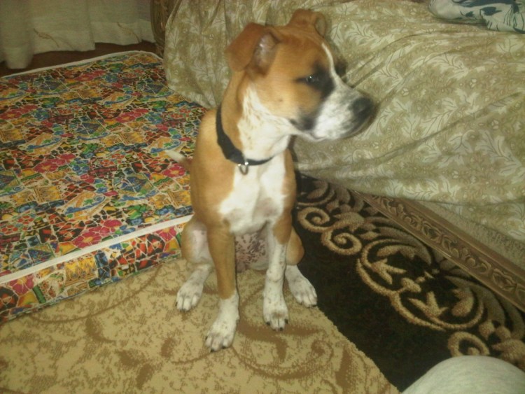 Помесь боксер Джек Рассел