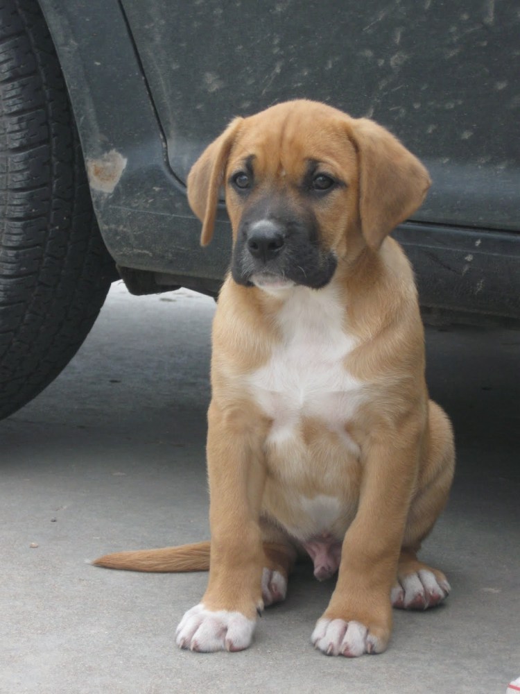 Метис боксера и дворняги