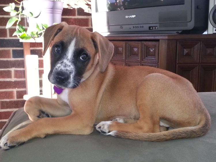 Боксёр собака метис