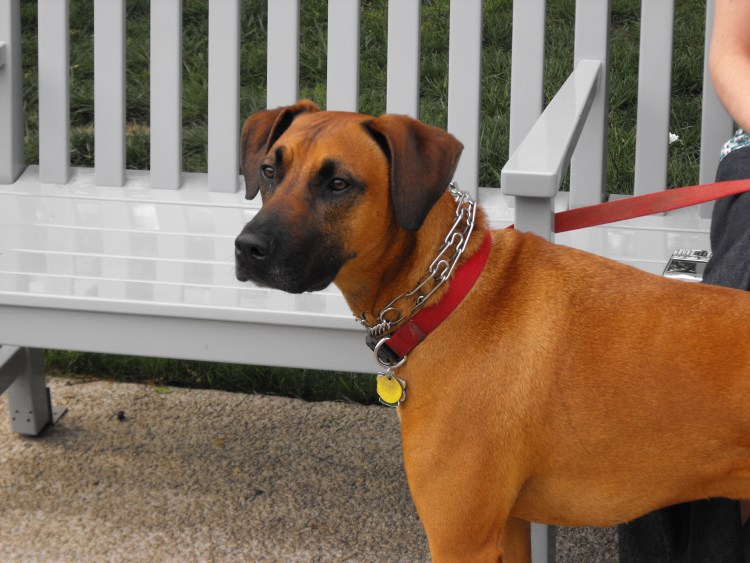 Пород метисы боксера