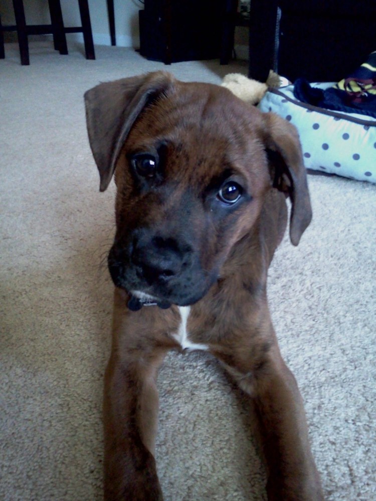 Боксёр собака помесь