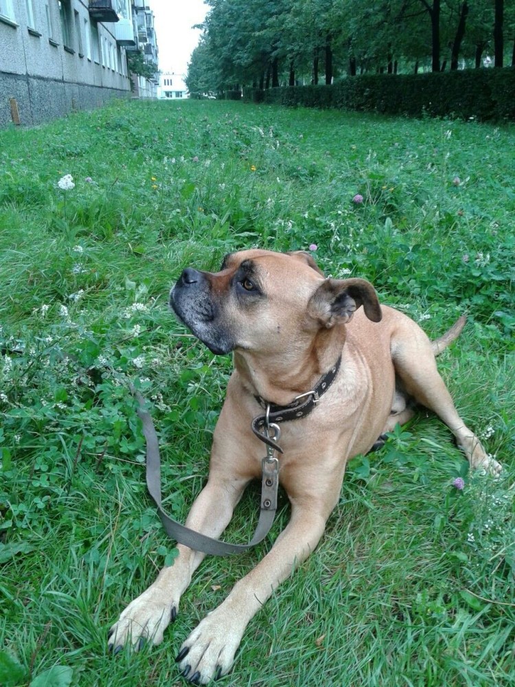 Боксёр собака метис