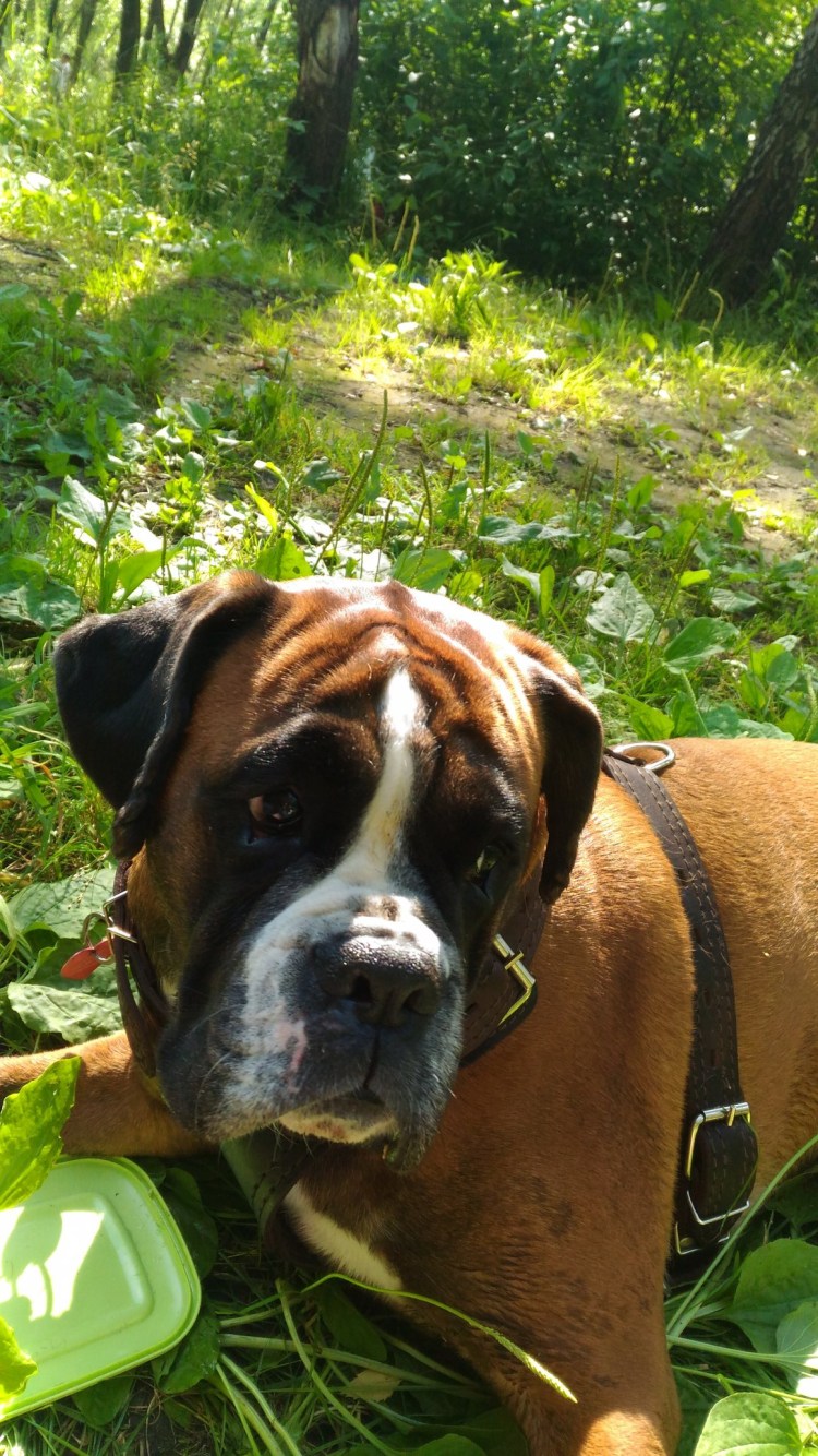 Боксёр собака метис