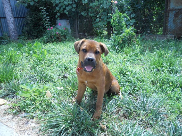 Метис боксера и овчарки