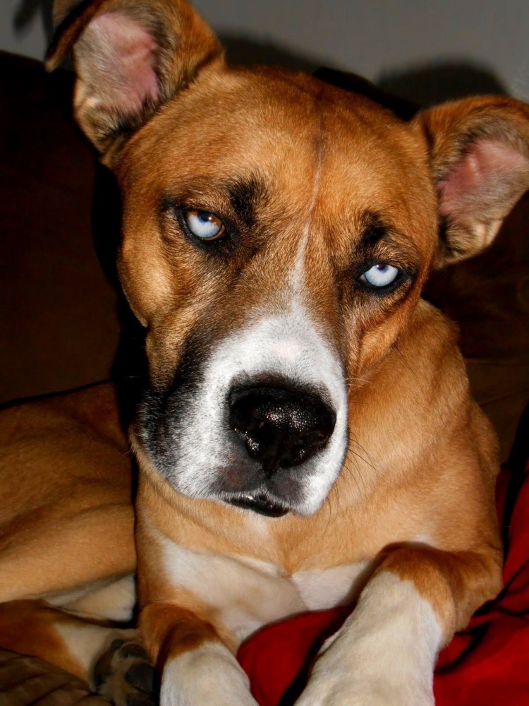 Метис стаффордширского терьера