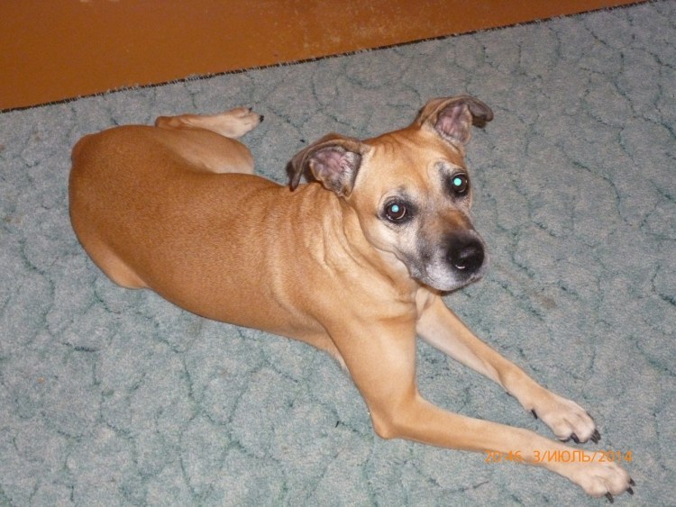 Аланский дог метис