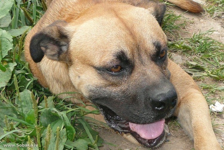 Боксёр собака метис