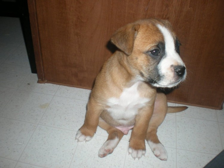 Стаффордширский терьер с дворняжкой смесь