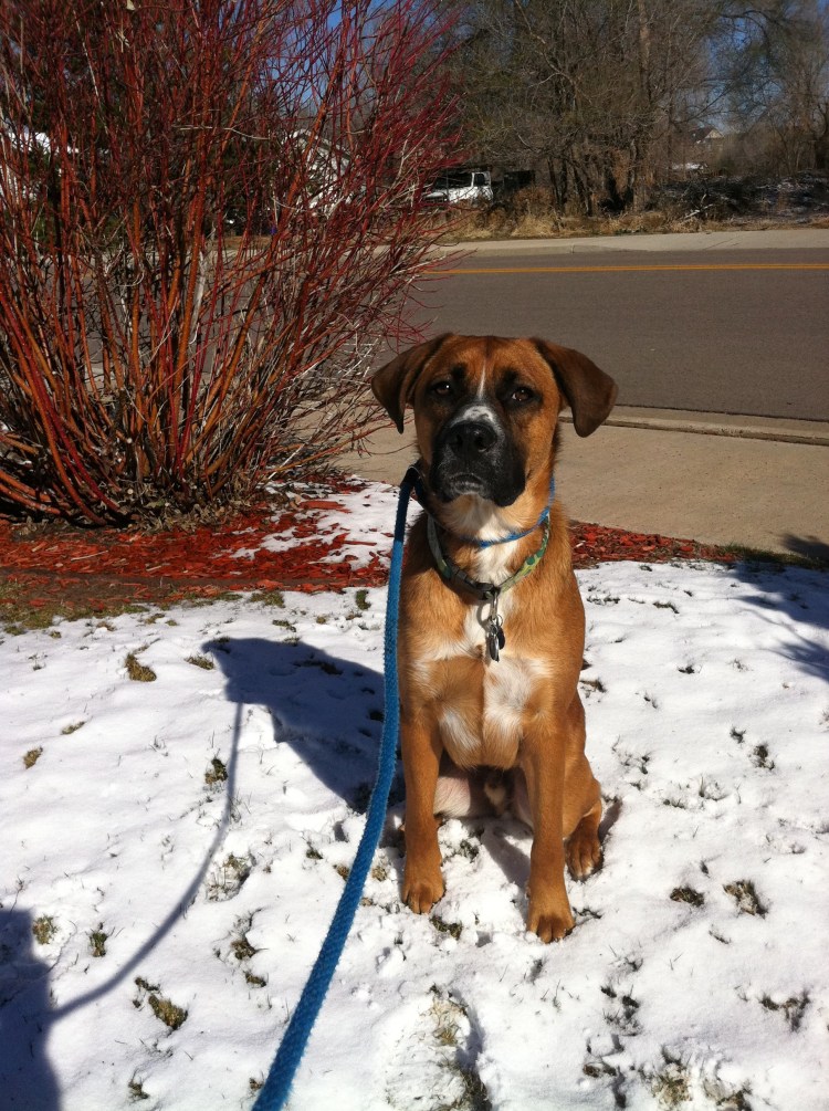 Метис боксера и овчарки