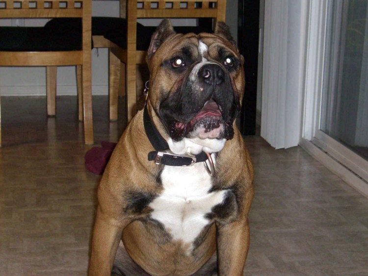 Метис боксера и бульмастифа