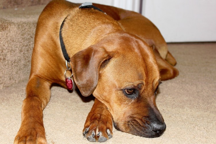 Смесь боксера и ротвейлера