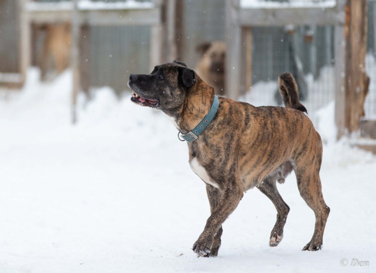 Метис боксера