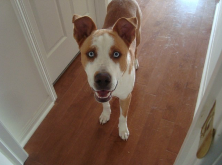 Стаффордширский терьер и хаски помесь