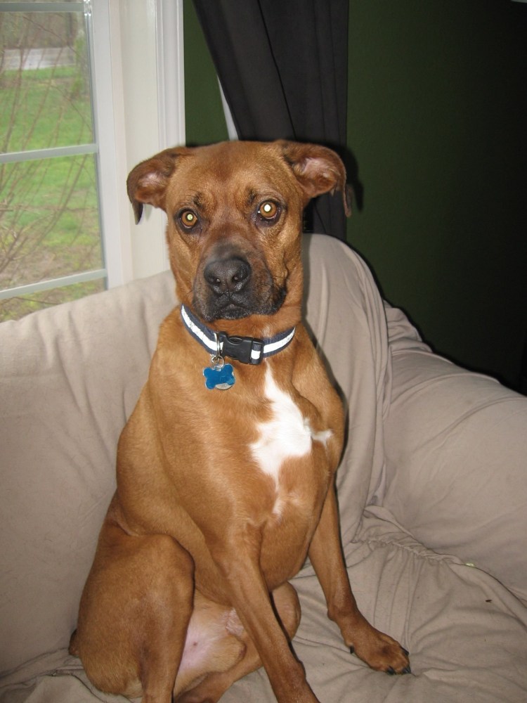 Стафф терьер боксер