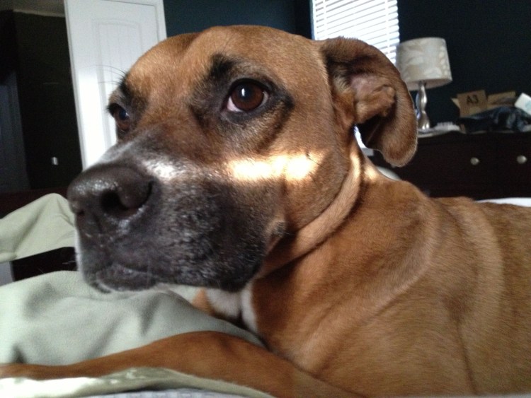 Метис боксера и лабрадора