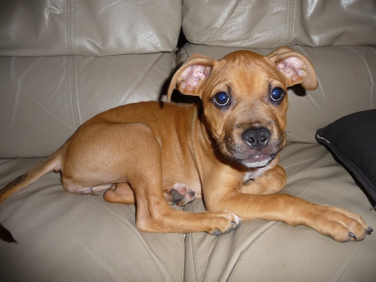 Метис боксер и Стаффорд