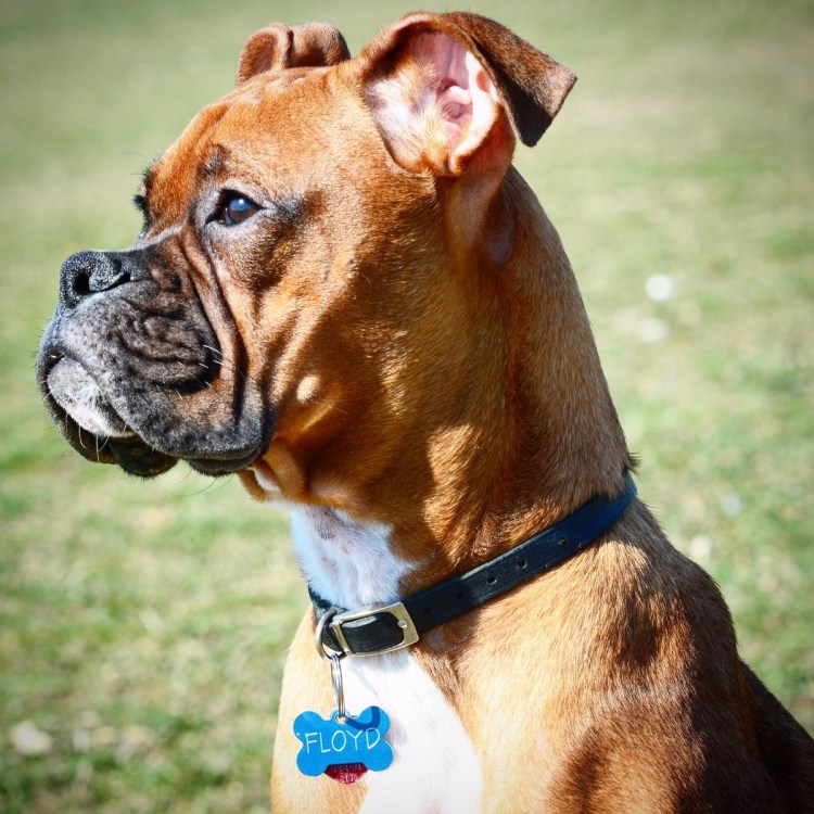 Стаффордширский терьер и боксер