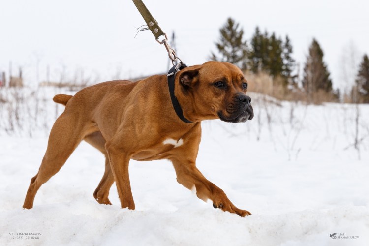 Метис АСТ И боксёра и питбуля