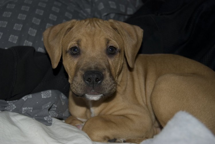 Питбуль с боксером помесь