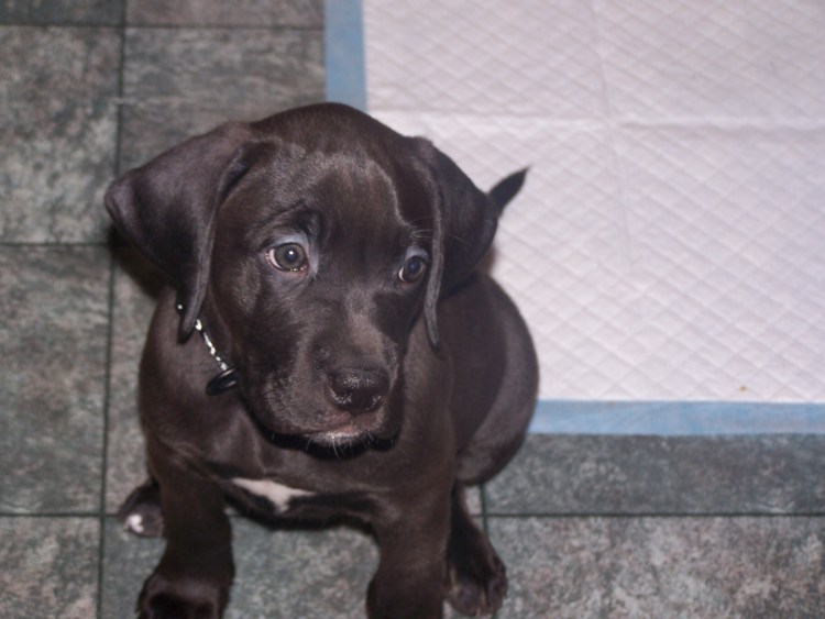 Метис боксера и лабрадора