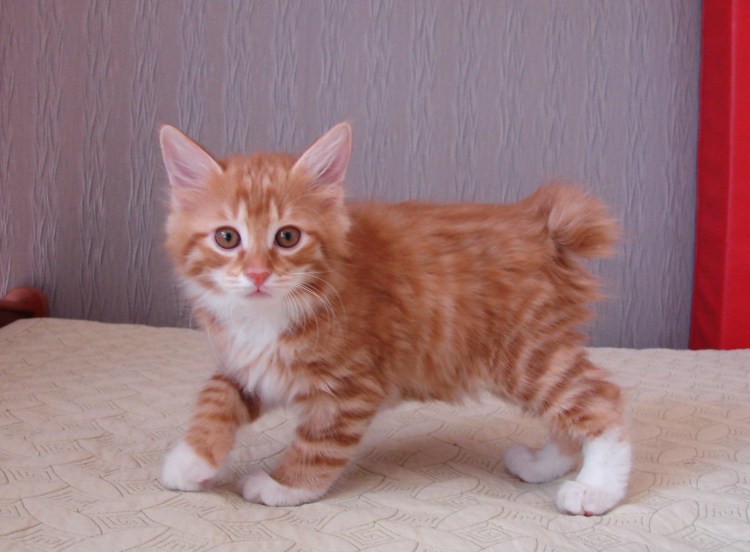 Курильский бобтейл котята