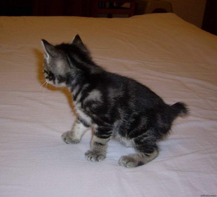 Курильский бобтейл кошка