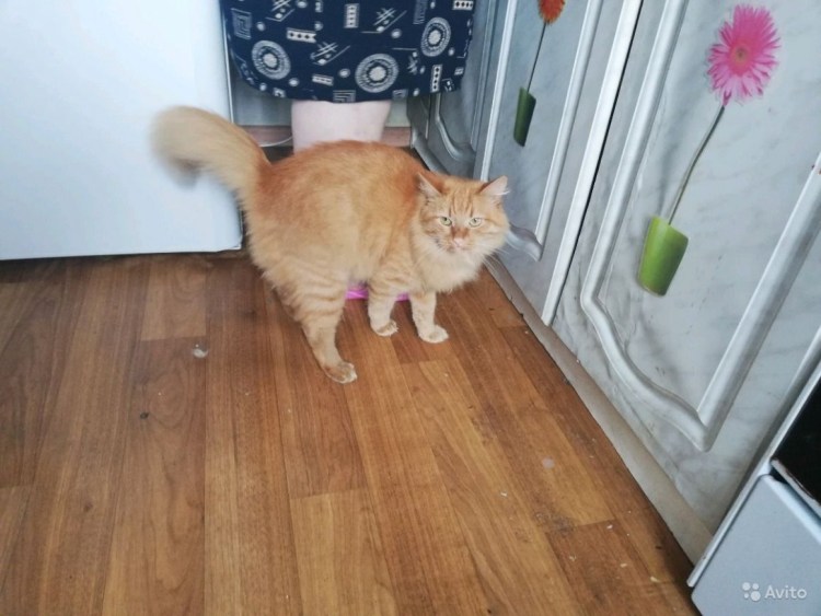 Курильский бобтейл рыжий котенок