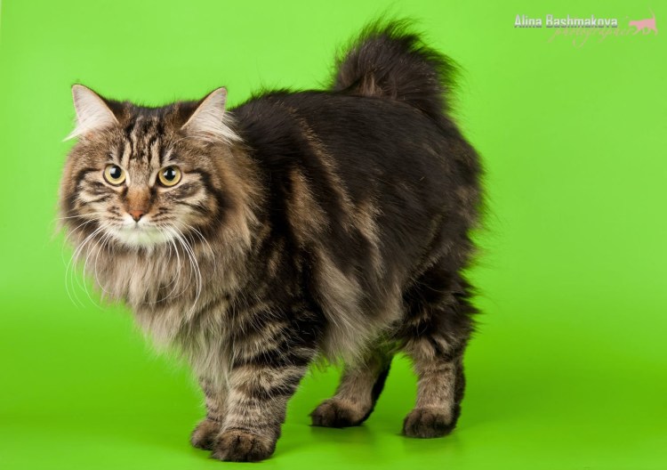 Смесь Мейн куна и курильского бобтейла