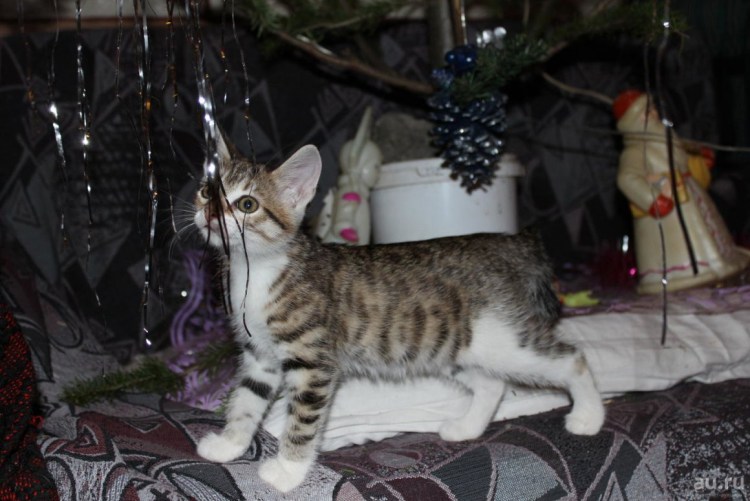 Метисы кошки курильского бобтейла