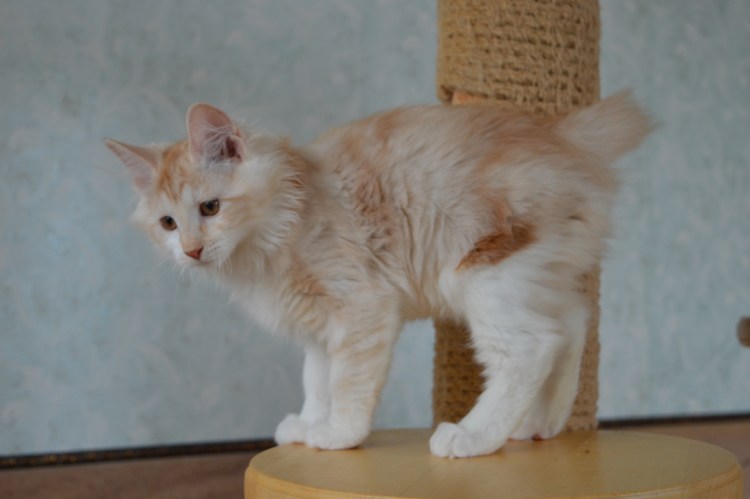 Бобтейл и Мейн кун помесь