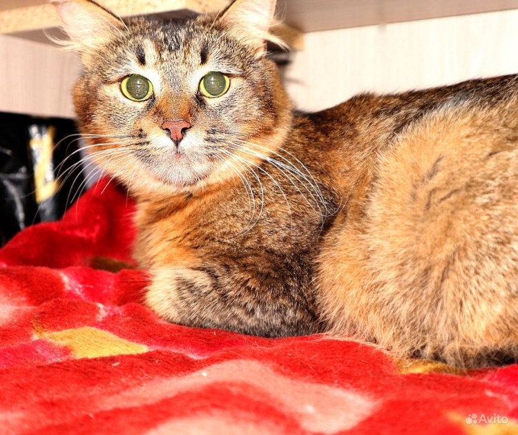 Обсессивная кошка