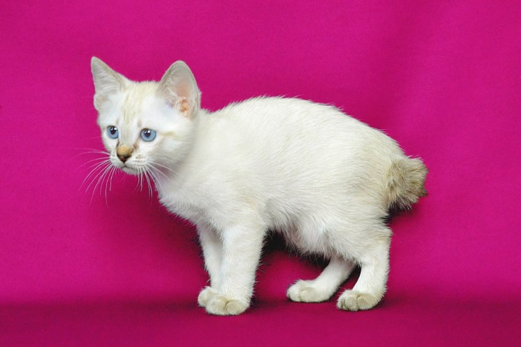 Смесь Мейн куна и курильского бобтейла