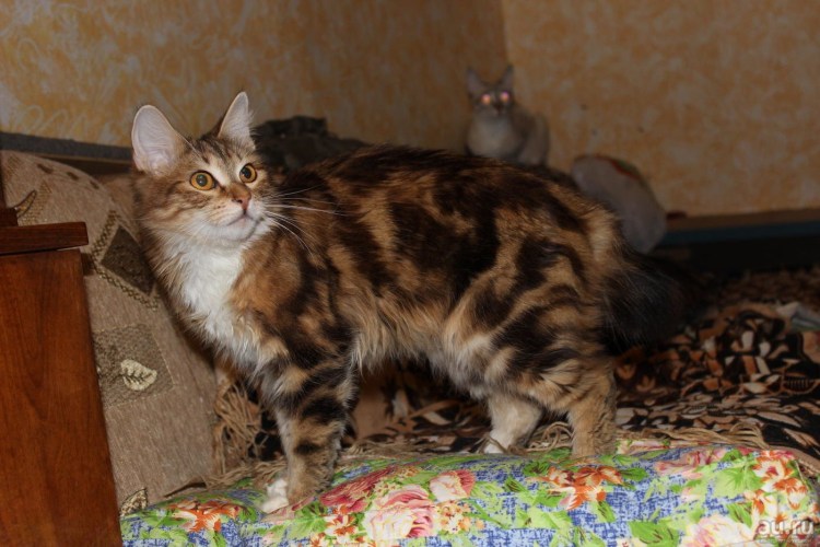 Метисы кошки курильского бобтейла