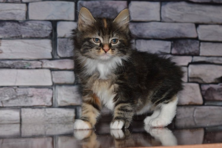 Мейн кун бобтейл