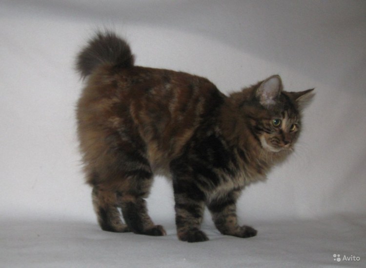 Курильский бобтейл дымчатый