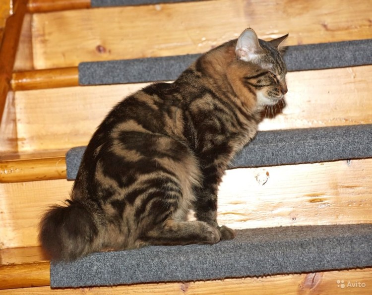 Курильский бобтейл метис