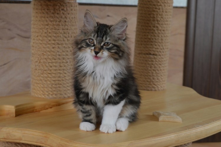 Курильский бобтейл метис