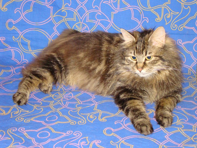 Помесь курильского бобтейла с шотландским