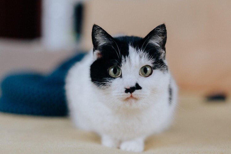 Курильский бобтейл черный полосатый