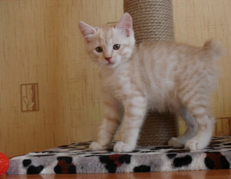 Курильский бобтейл Метиз